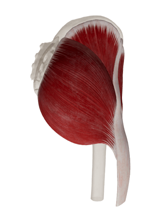 3D synthetic Hip model from Augmedi