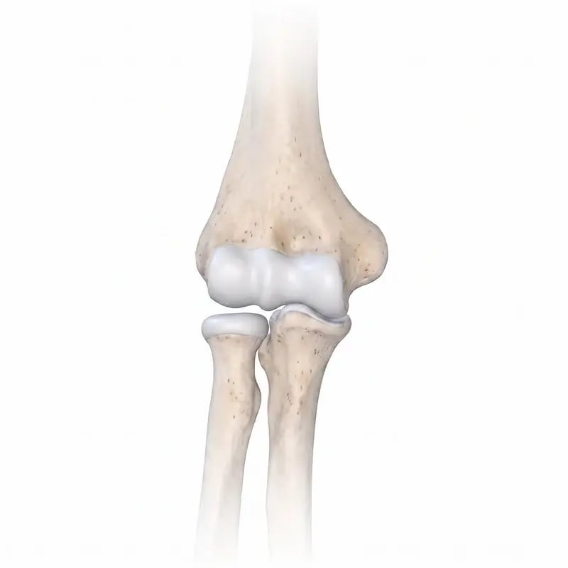 Elbow and forearm anatomy