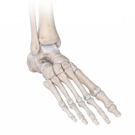 Foot and ankle anatomy