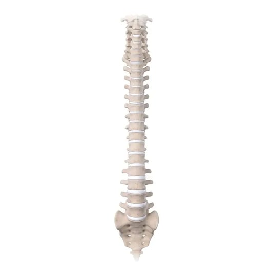 Spine anatomy