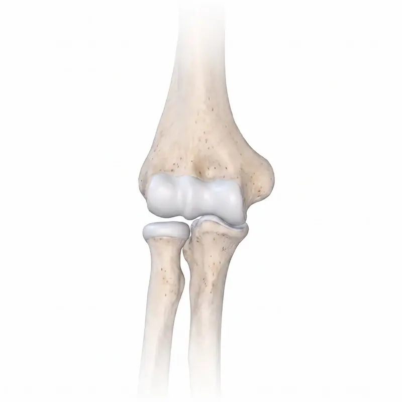 Elbow and forearm anatomy