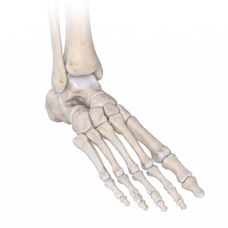 Foot and ankle anatomy