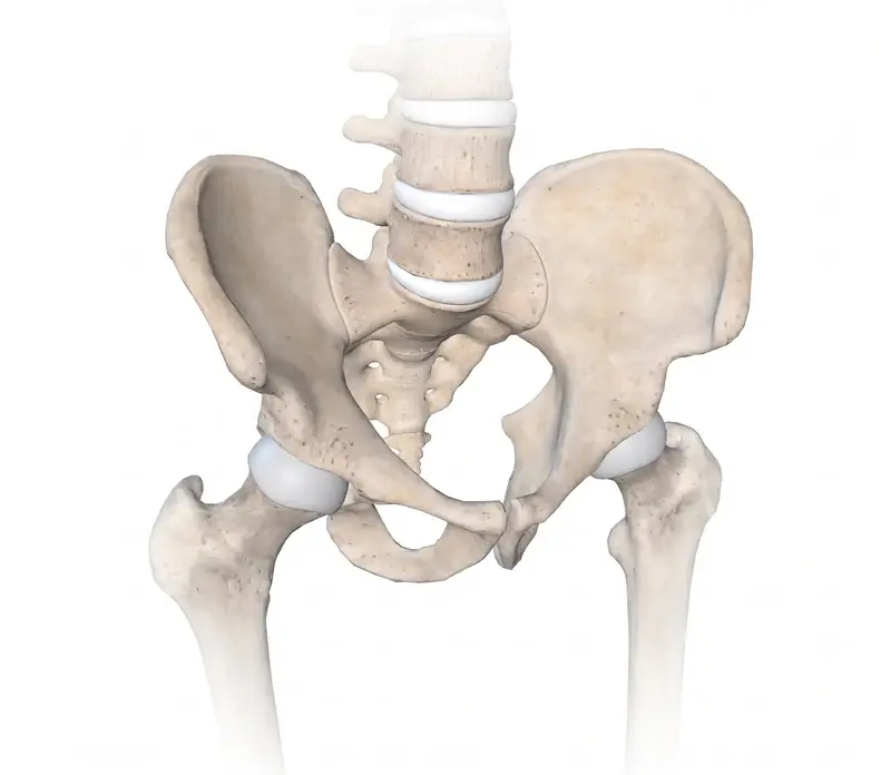 Hip and pelvis anatomy