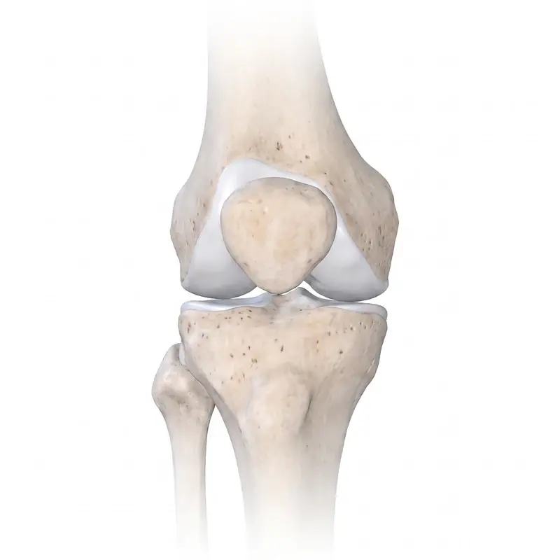 Knee anatomy