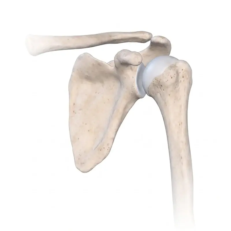 Shoulder and upper arm anatomy