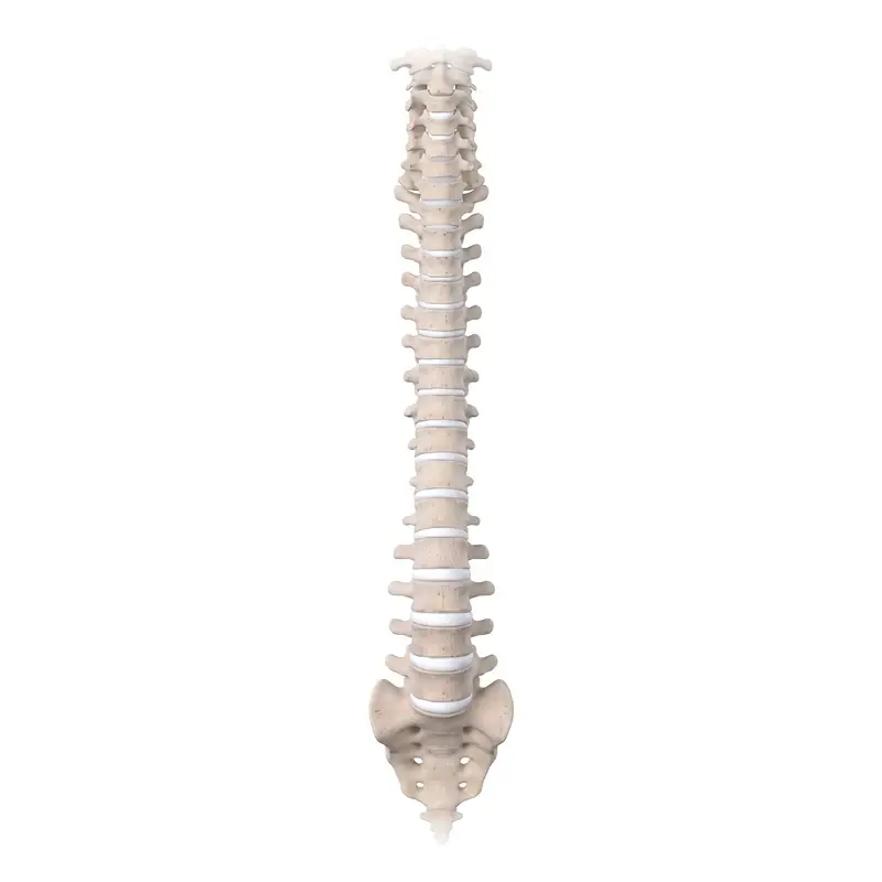 Spine anatomy